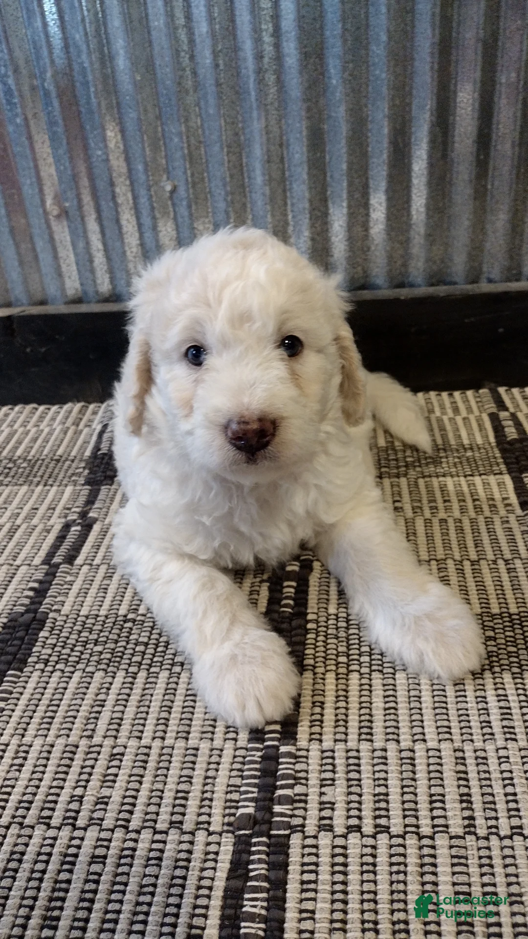 Mini Goldendoodle dogs for sale: Jasper  - Ad 2
