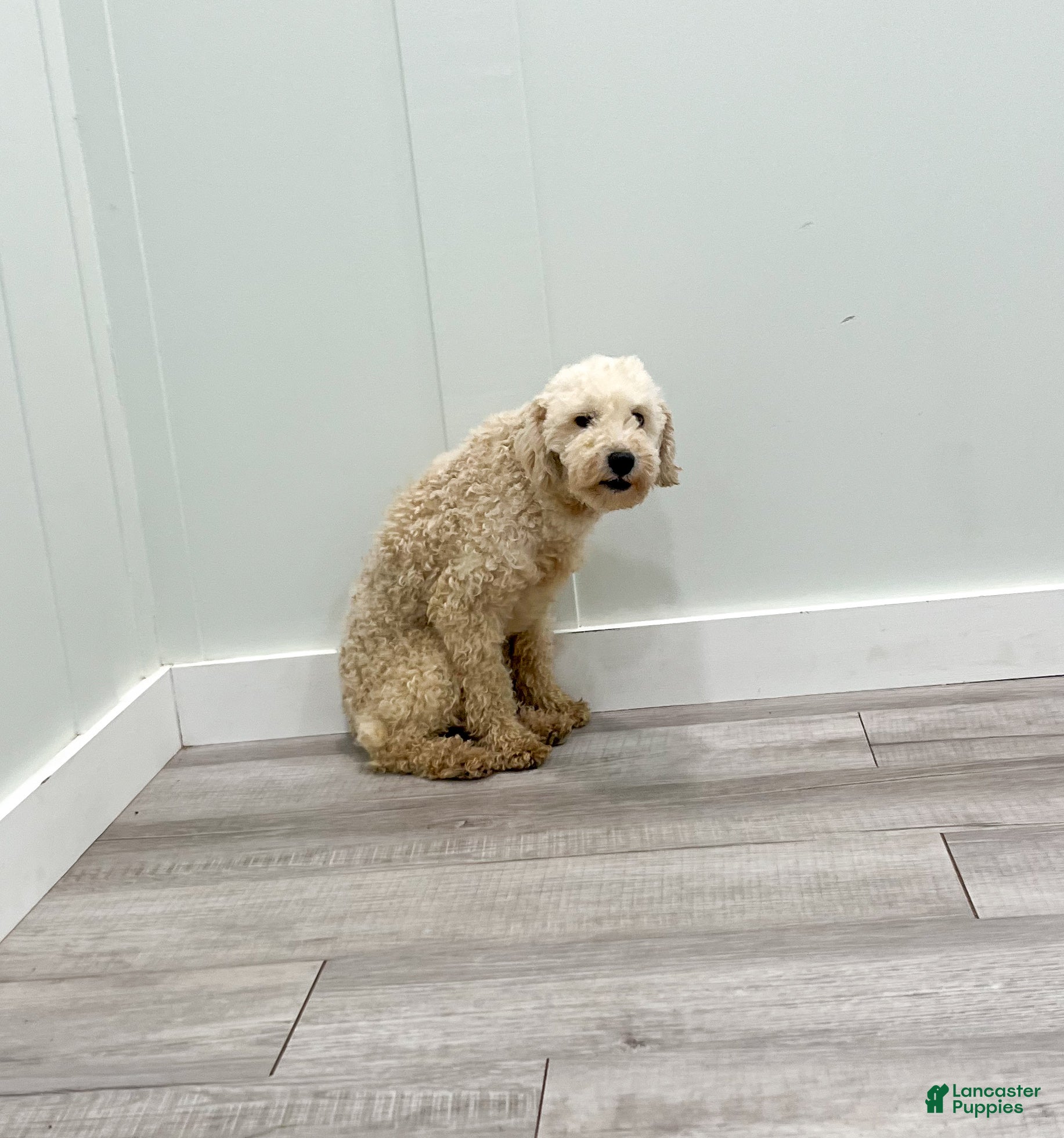 Mini Bernedoodle dogs for sale: Champ - Ad 8