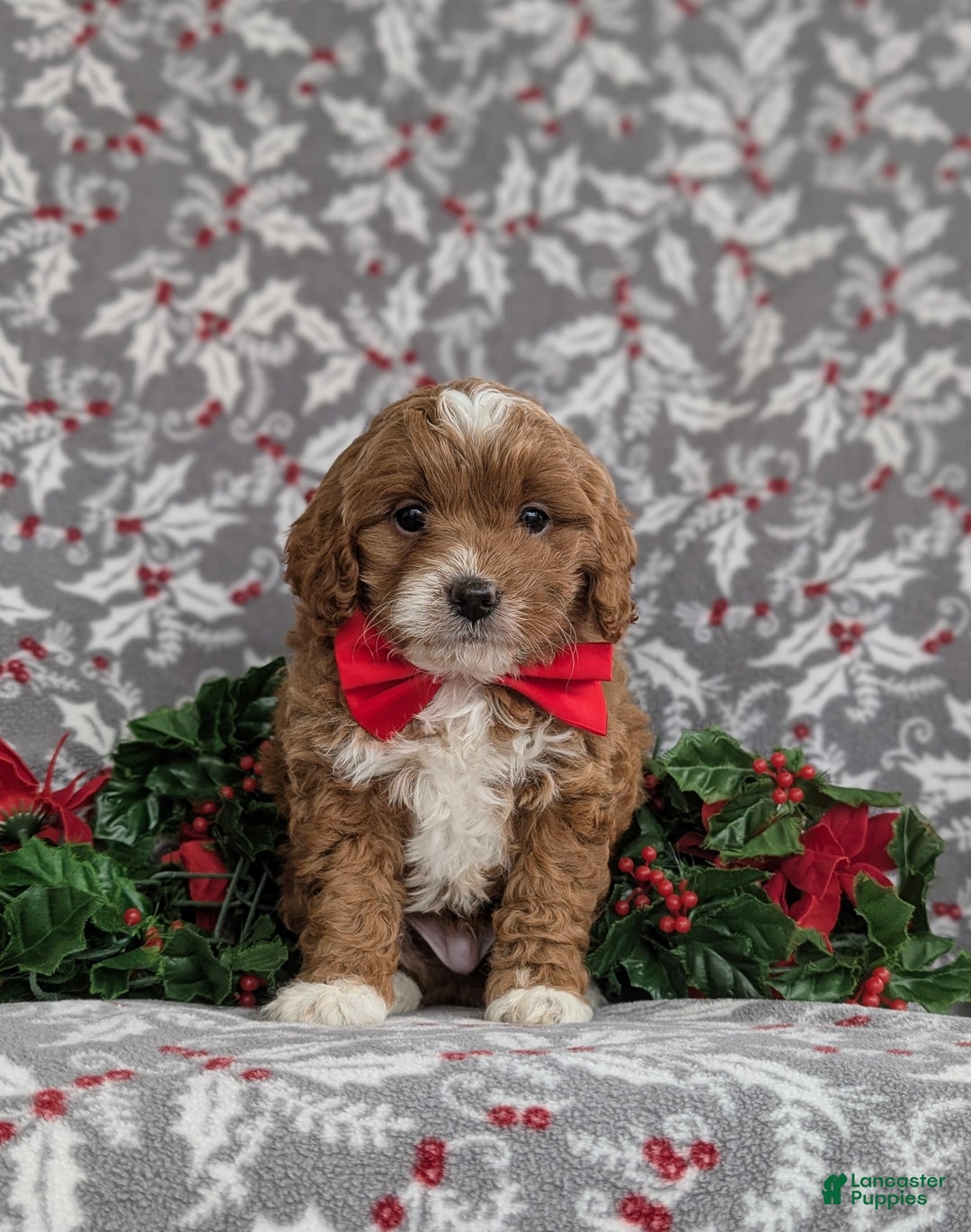 Cavapoo dogs for sale: Zachary Hypoallergenic - Ad 3