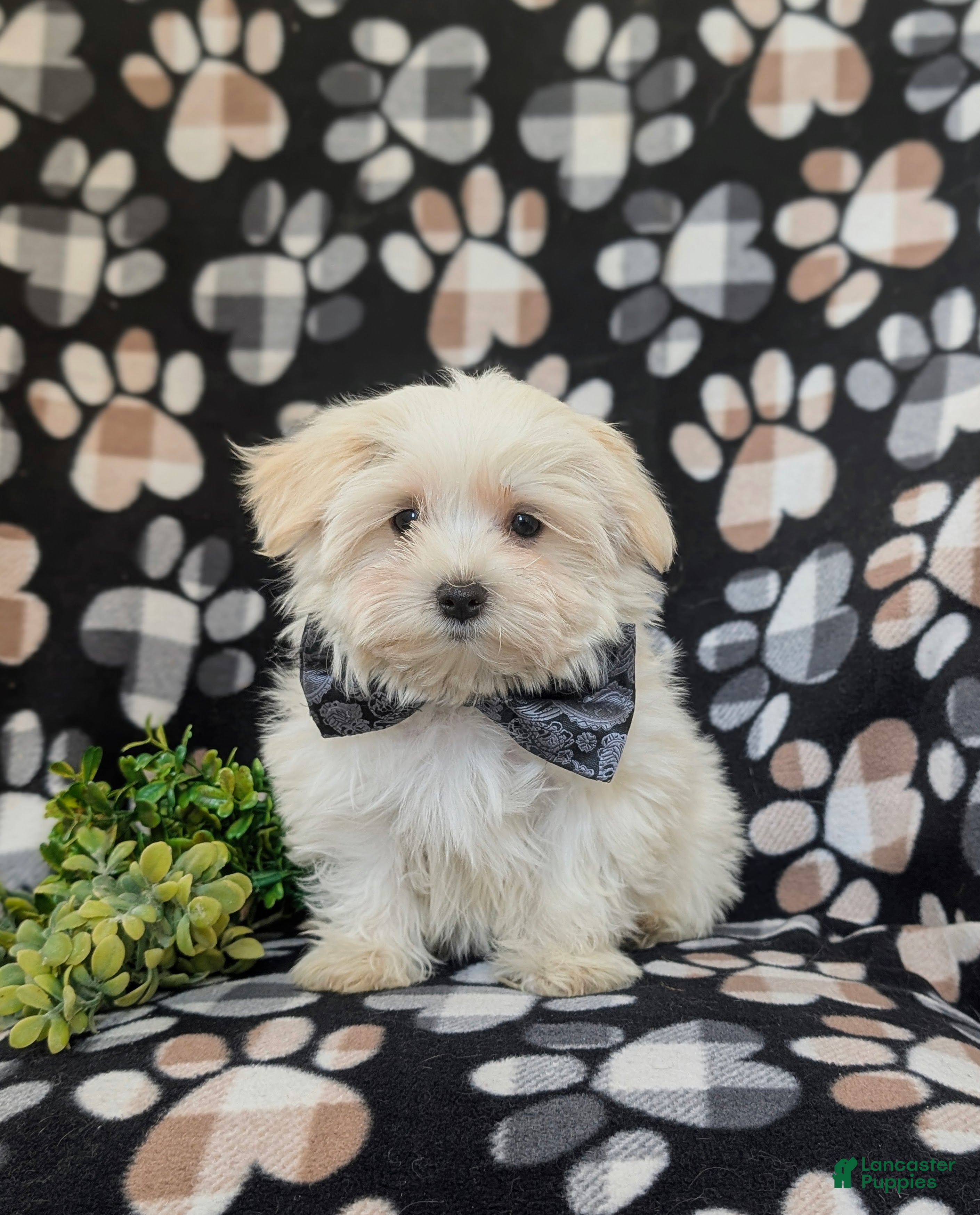 Maltese dogs Gus 7 lbs Full Grown - Ad 2