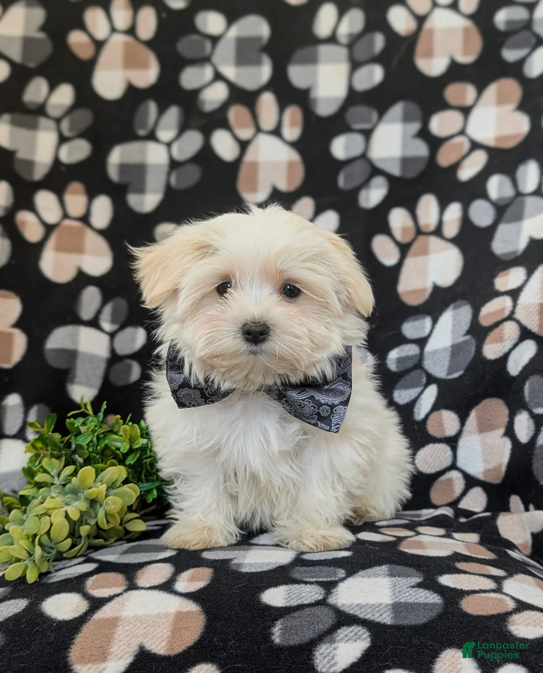 Maltese dogs for sale: Gus 7 lbs Full Grown - Ad 2