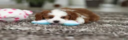 Cavapoo dogs for sale: Princess - Ad 13