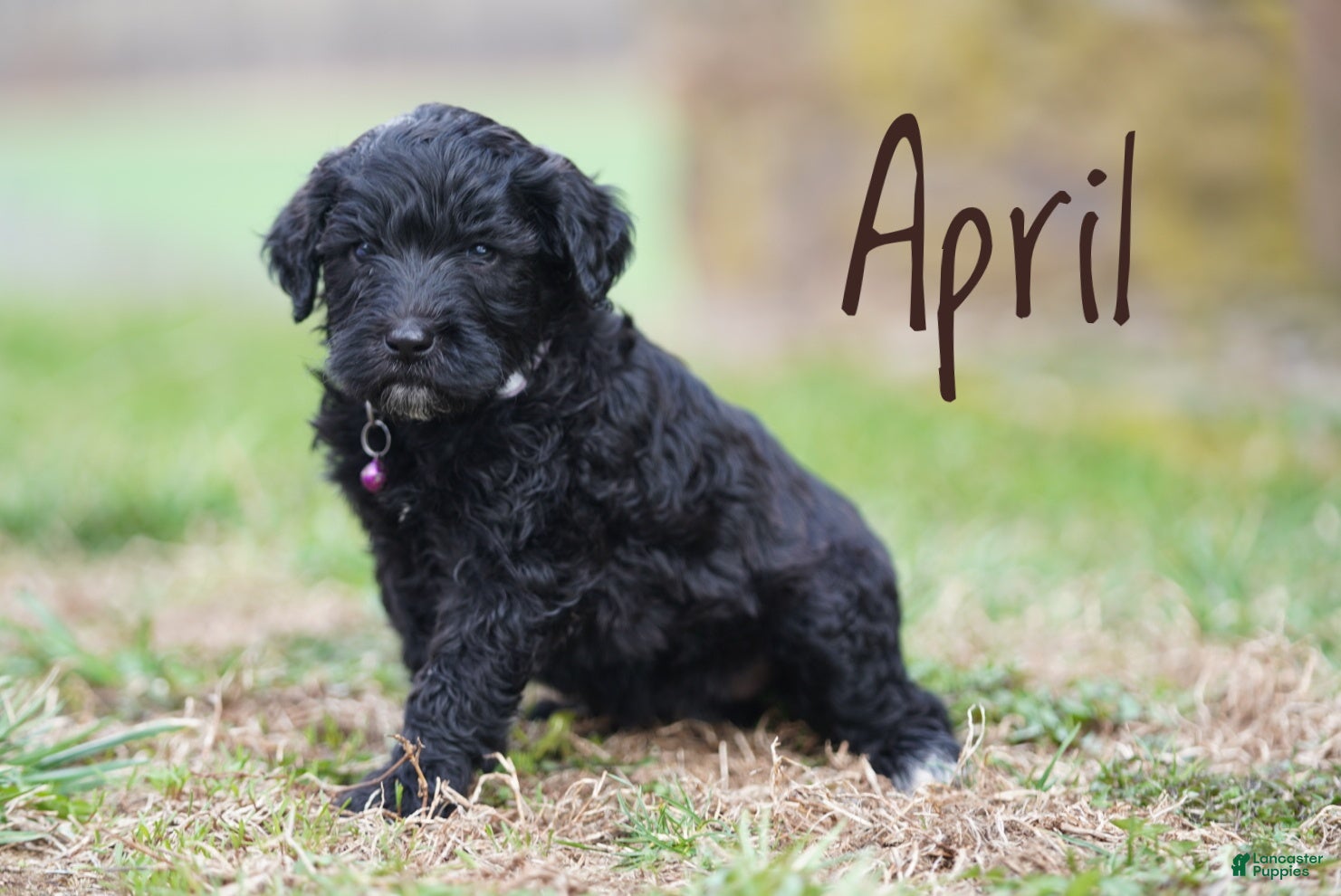 Portuguese Water Dog dogs April - Ad 2