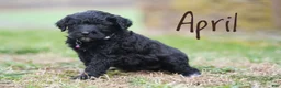Portuguese Water Dog dogs for sale: April - Ad 2