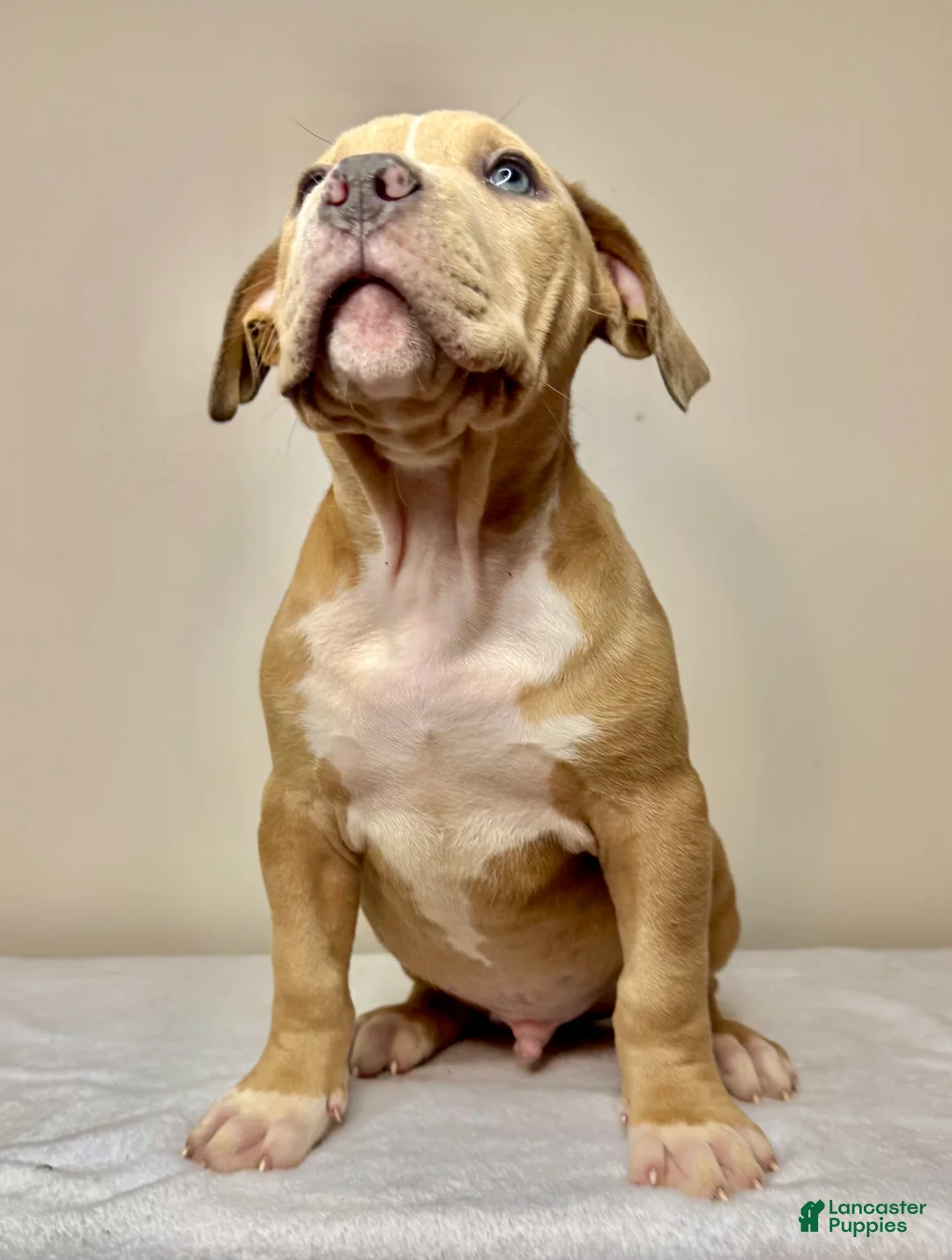 American Bully dogs for sale: American Bully Puppy 4 - Ad 2