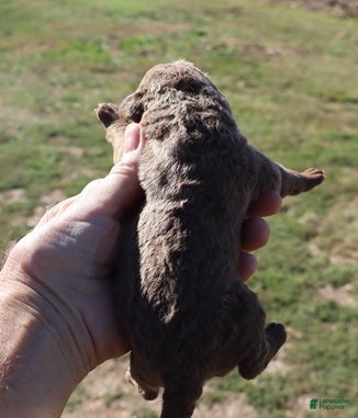 Chesapeake Bay Retriever dogs for sale: Chesapeake Bay Retriever 3 - Ad 1