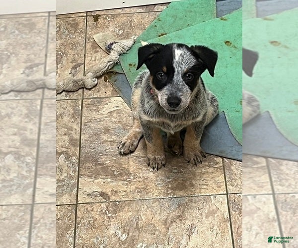 Australian Cattle Dog dogs Australian Cattle Dog 4 - Ad 37