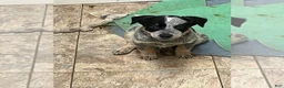 Australian Cattle Dog dogs for sale: Australian Cattle Dog 4 - Ad 1