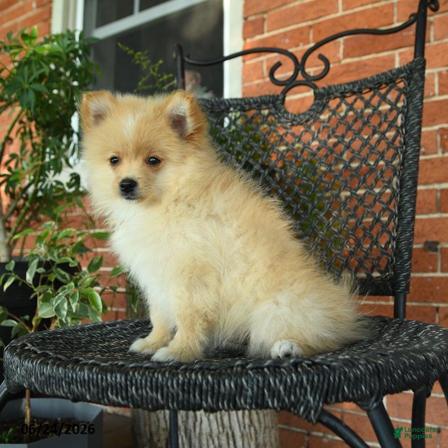 Pomeranian dogs Garfield - Ad 2