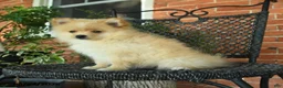 Pomeranian dogs for sale: Garfield - Ad 2
