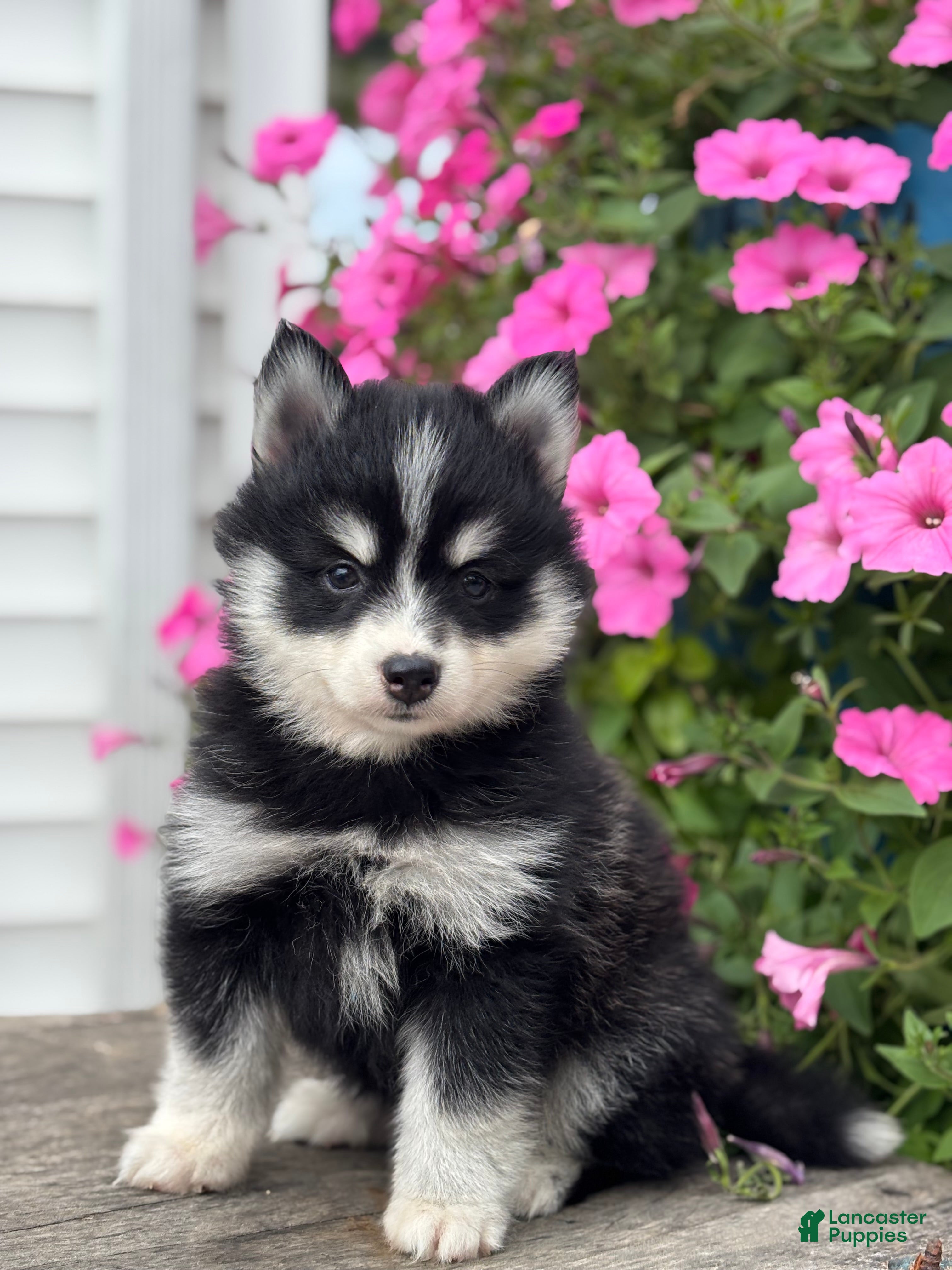 Pomsky dogs Tina - Ad 1