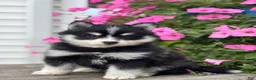 Pomsky dogs for sale: Tina - Ad 1