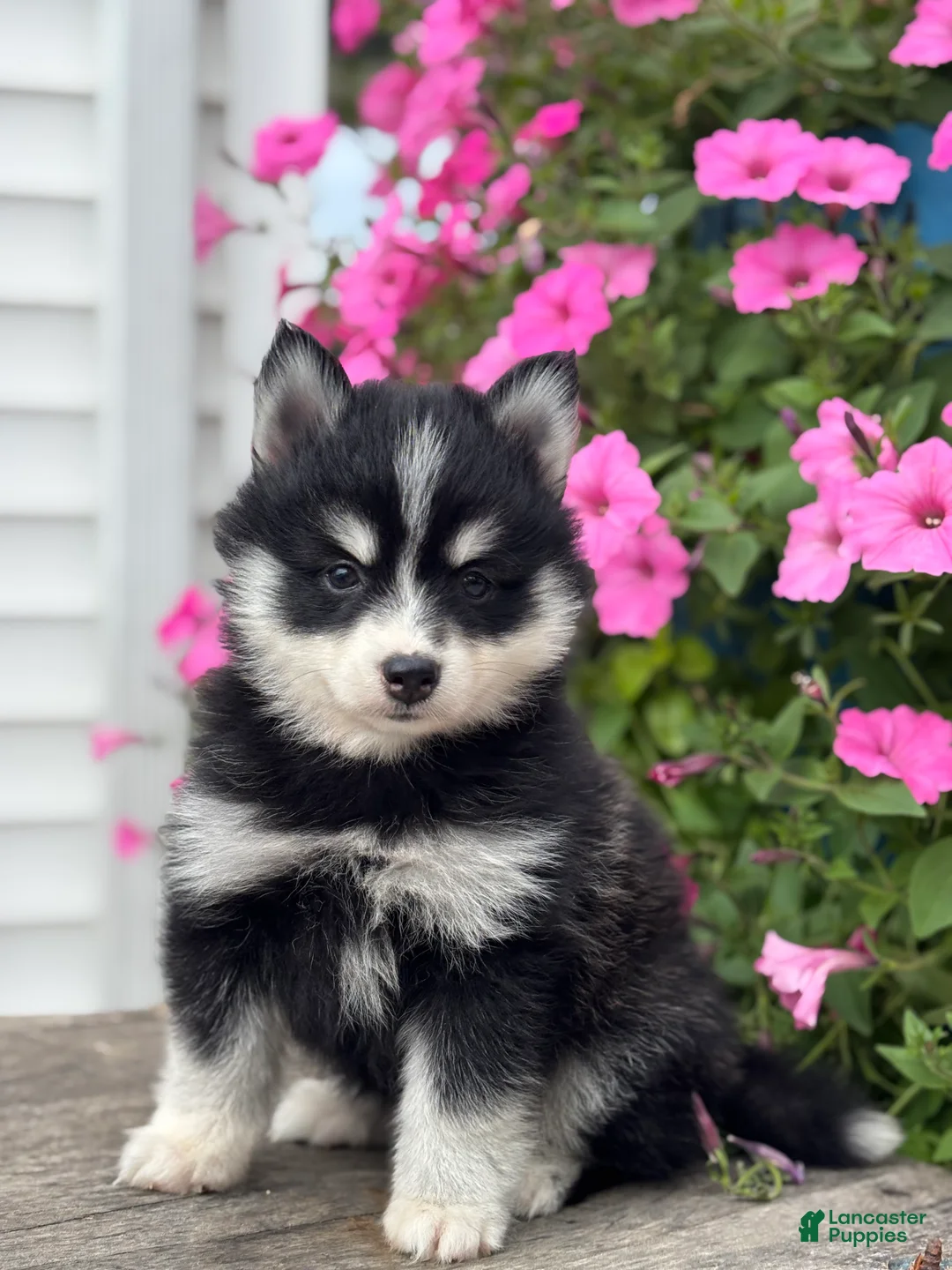 Pomsky dogs for sale: Tina - Ad 1