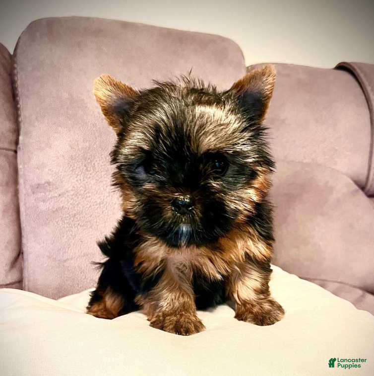 Yorkshire Terrier dogs Amadeus - Ad 1