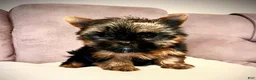 Yorkshire Terrier dogs for sale: Amadeus - Ad 1