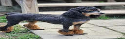 Miniature Poodle dogs for sale: Sixlet - Ad 6