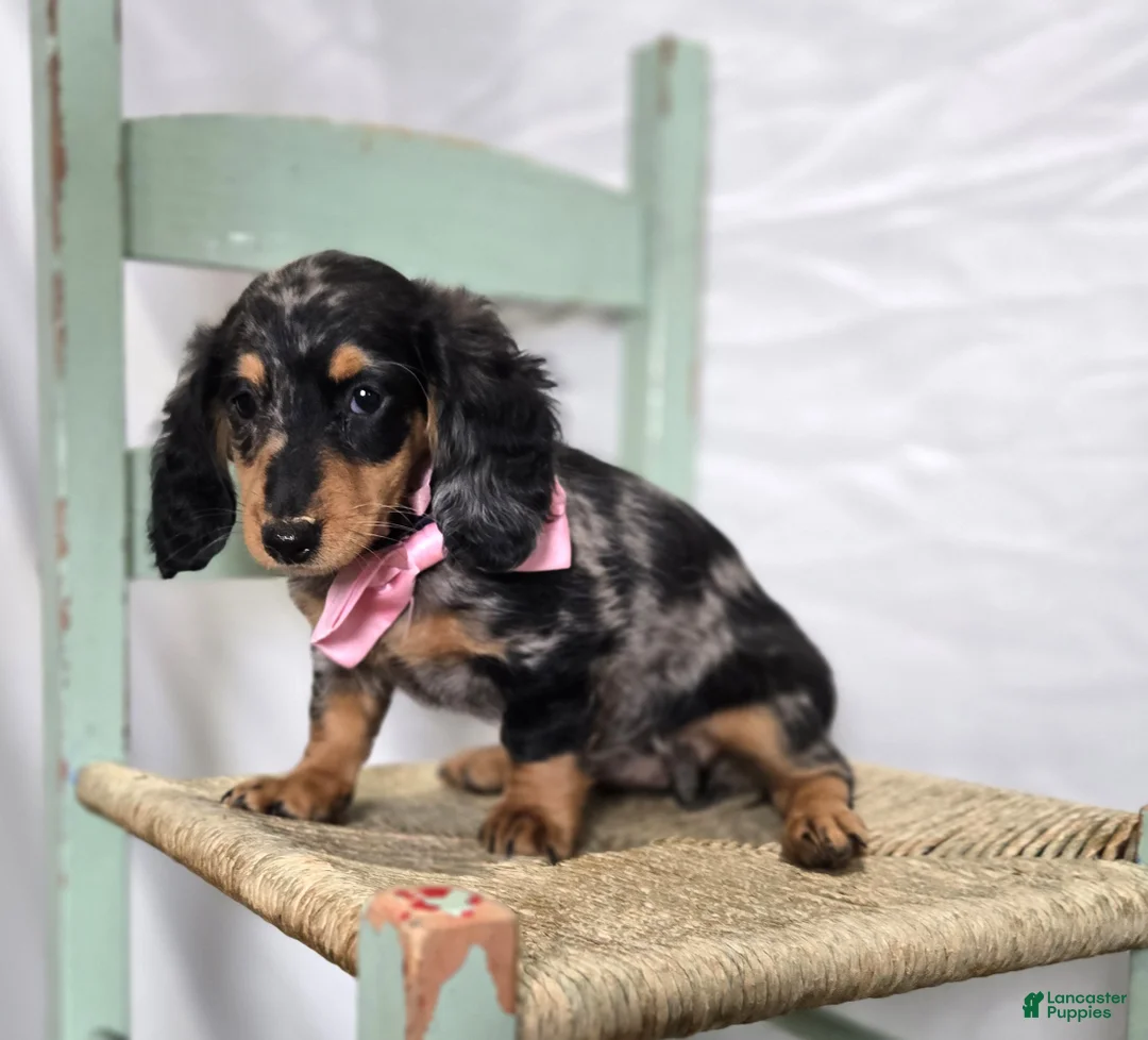 Miniature Dachshund dogs for sale: Crystal - Ad 1