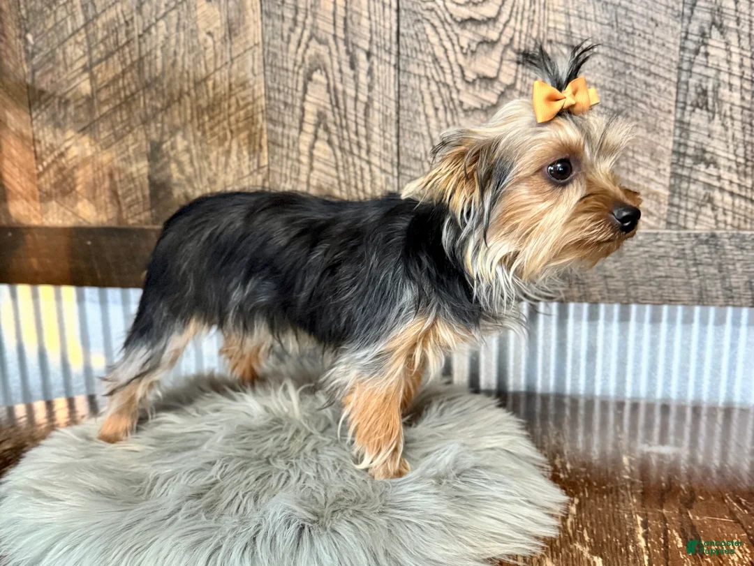 Yorkshire Terrier dogs for sale: Shania - Ad 4