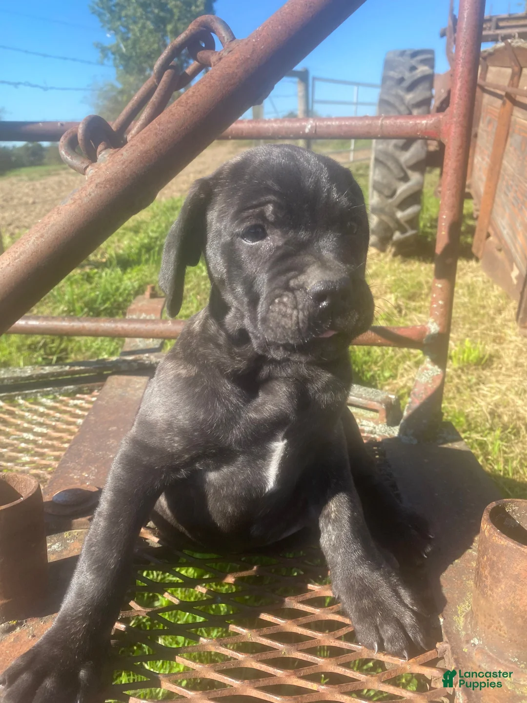 Cane Corso dogs for sale: Jenson - Ad 1