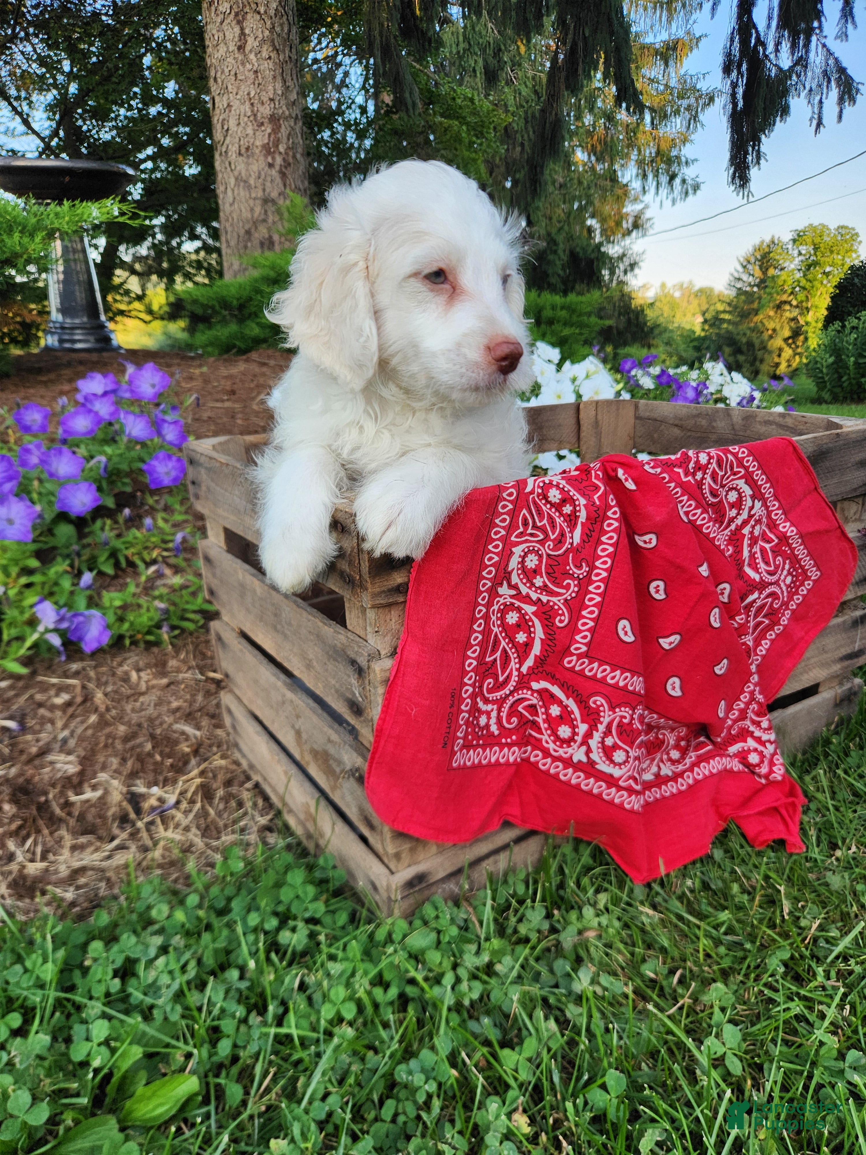 Cockapoo dogs Marshmallow - Ad 2