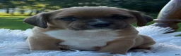 Puggle dogs for sale: Poppy - Ad 7