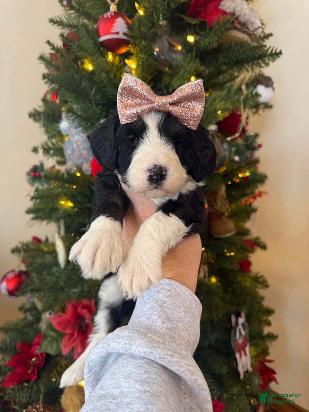 Mixed Breed dogs for sale: Frida - Ad 6