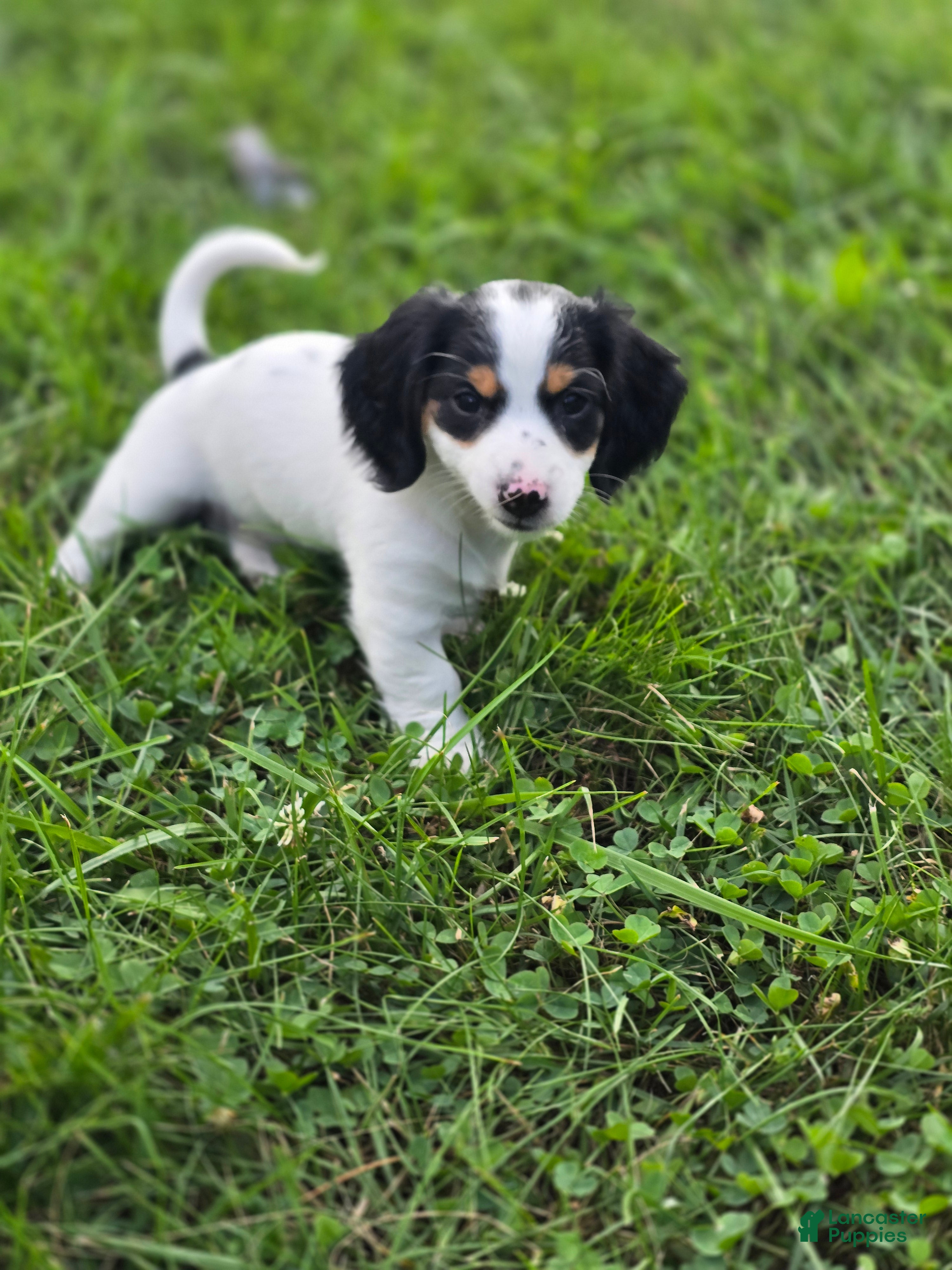 Miniature Dachshund dogs Piglet - Ad 2