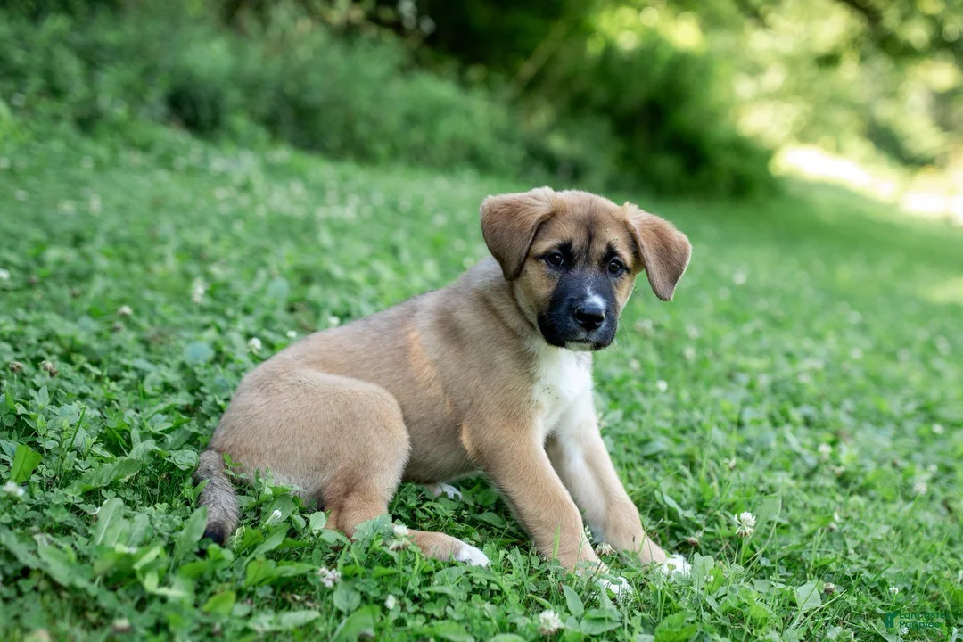 Mixed Breed dogs for sale: Daisy  - Ad 2