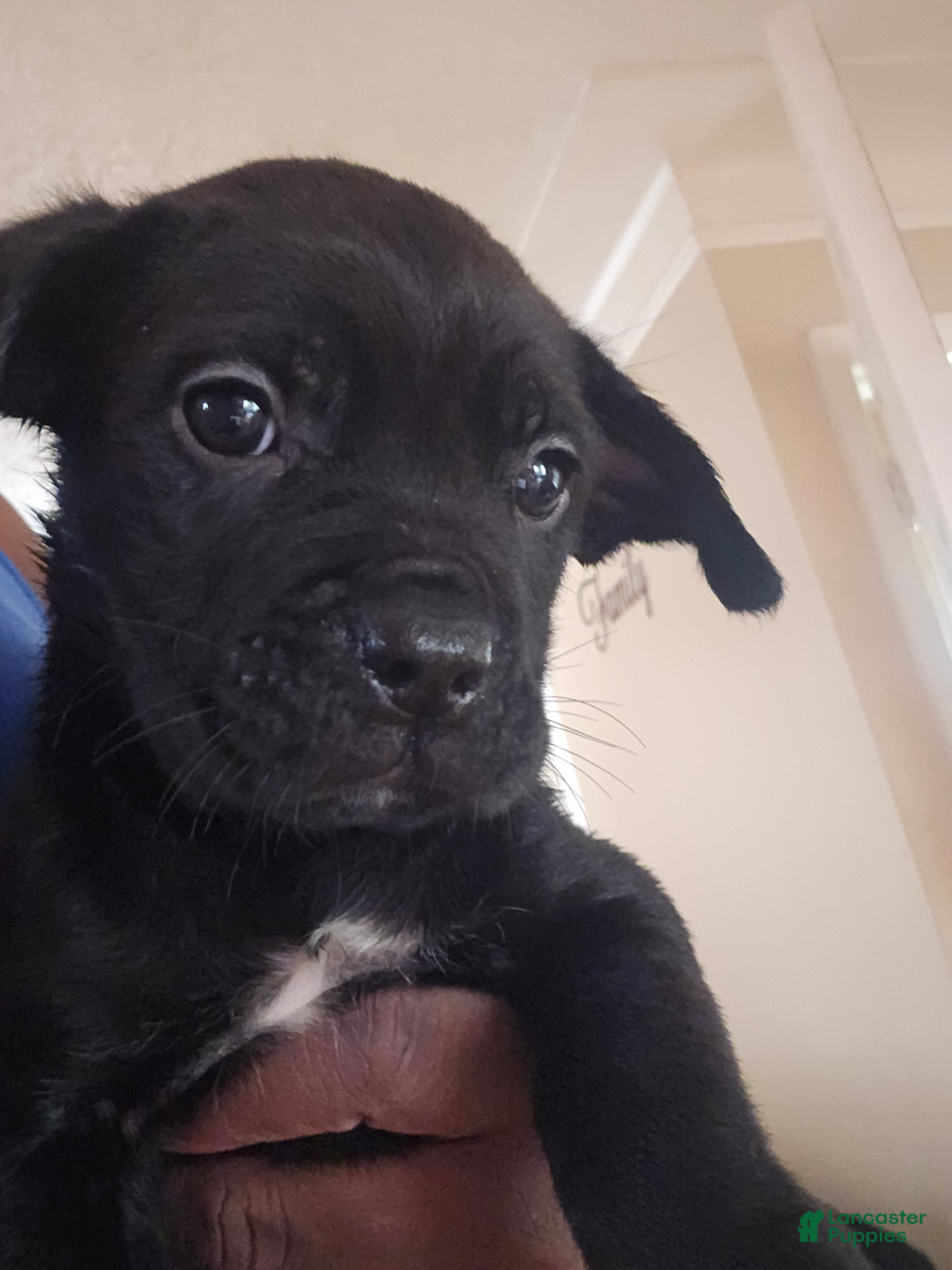 Cane Corso dogs Cane Corso Puppy 2 - Ad 11