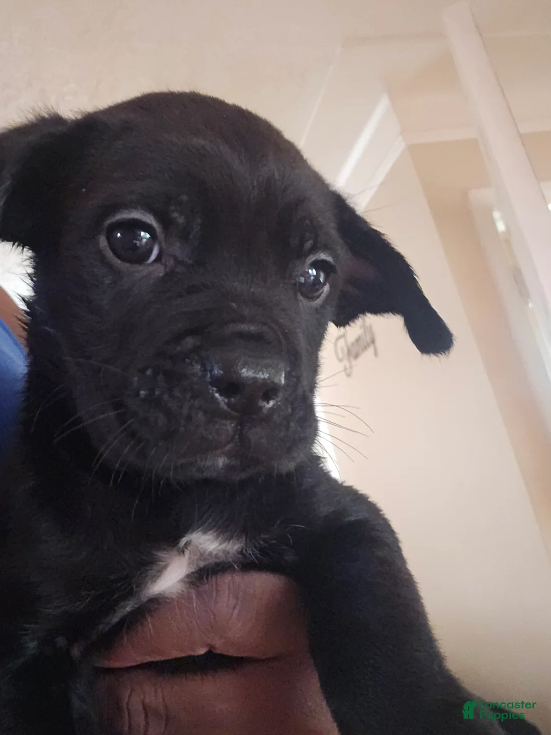 Cane Corso dogs for sale: Cane Corso Puppy 2 - Ad 1