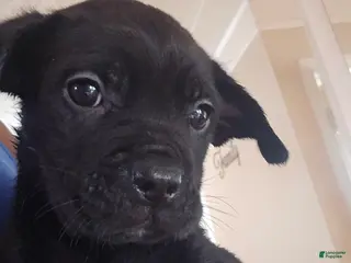 Cane Corso dogs Cane Corso Puppy 2 - Ad 11