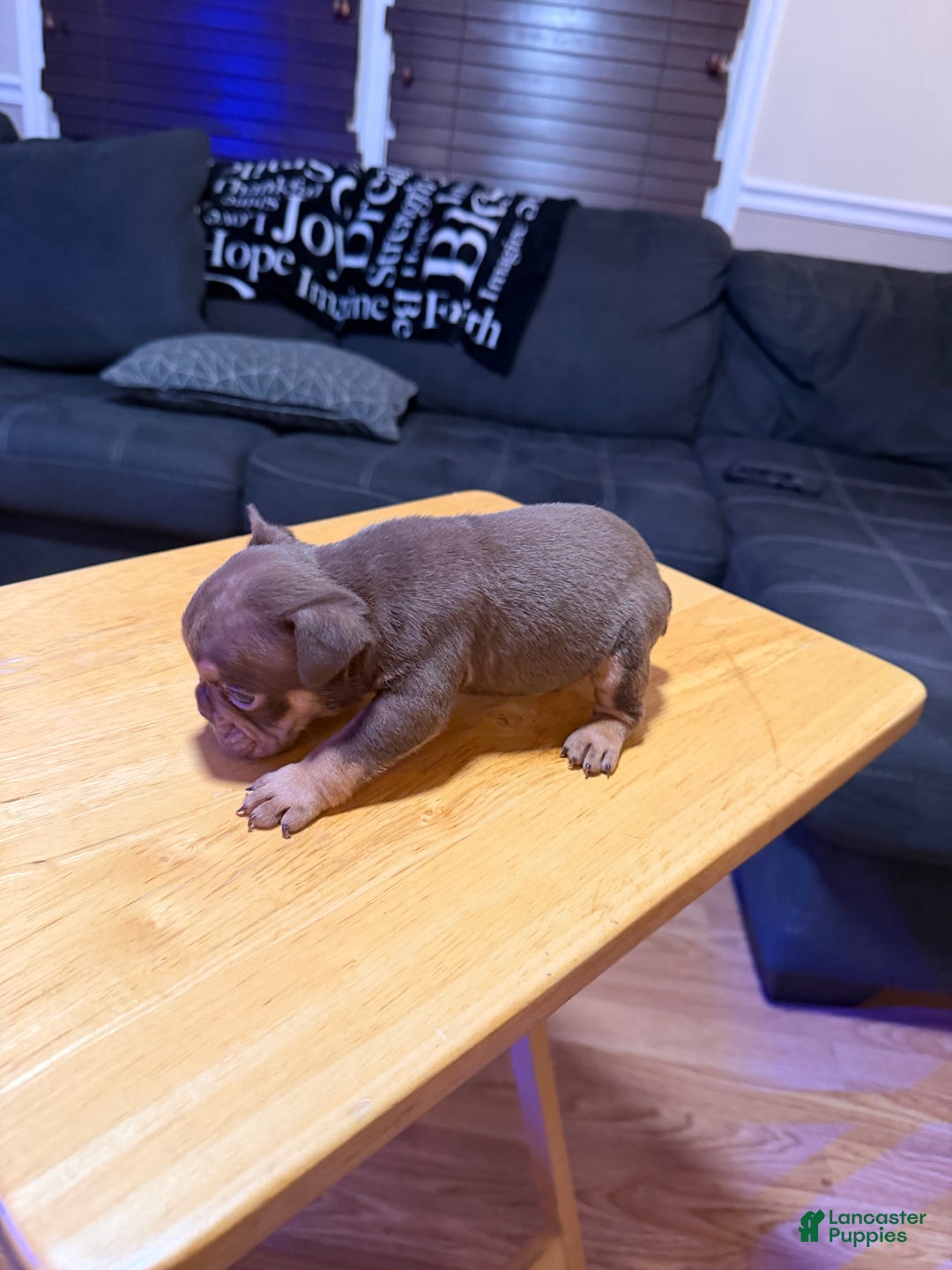 English Bulldog dogs for sale: Aries  - Ad 5