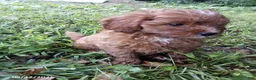 Cavapoo dogs for sale: Kimby - Ad 2