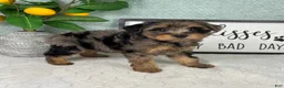 Yorkiepoo dogs for sale: Parker - Ad 5