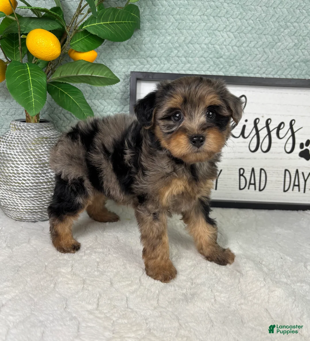 Yorkiepoo dogs for sale: Parker - Ad 5