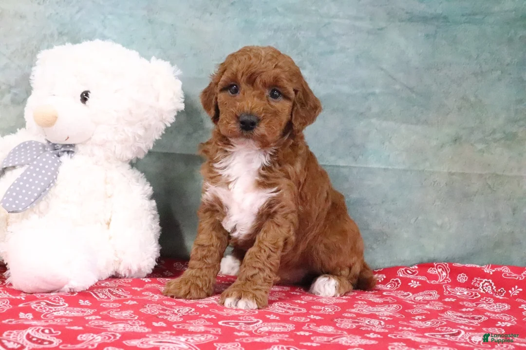 Mini Goldendoodle dogs for sale: Dixie - Ad 1