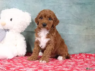 Mini Goldendoodle dogs for sale: Dixie - Ad 1