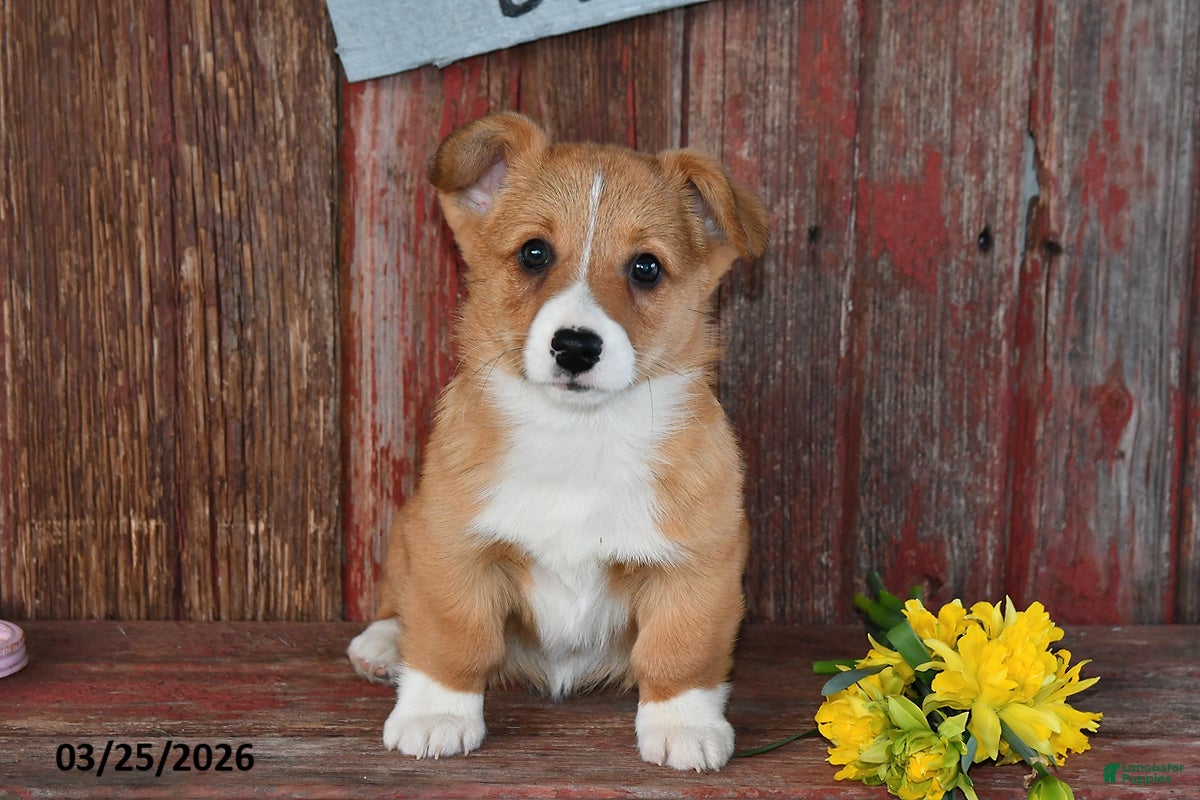 Welsh Corgi Pembroke dogs Rusty - Ad 2