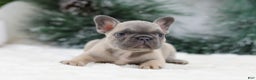 French Bulldog dogs for sale: Hariot - Ad 5