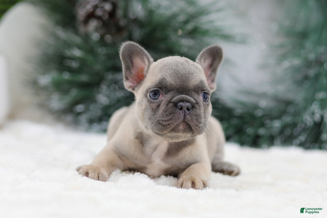 French Bulldog dogs for sale: Hariot - Ad 5