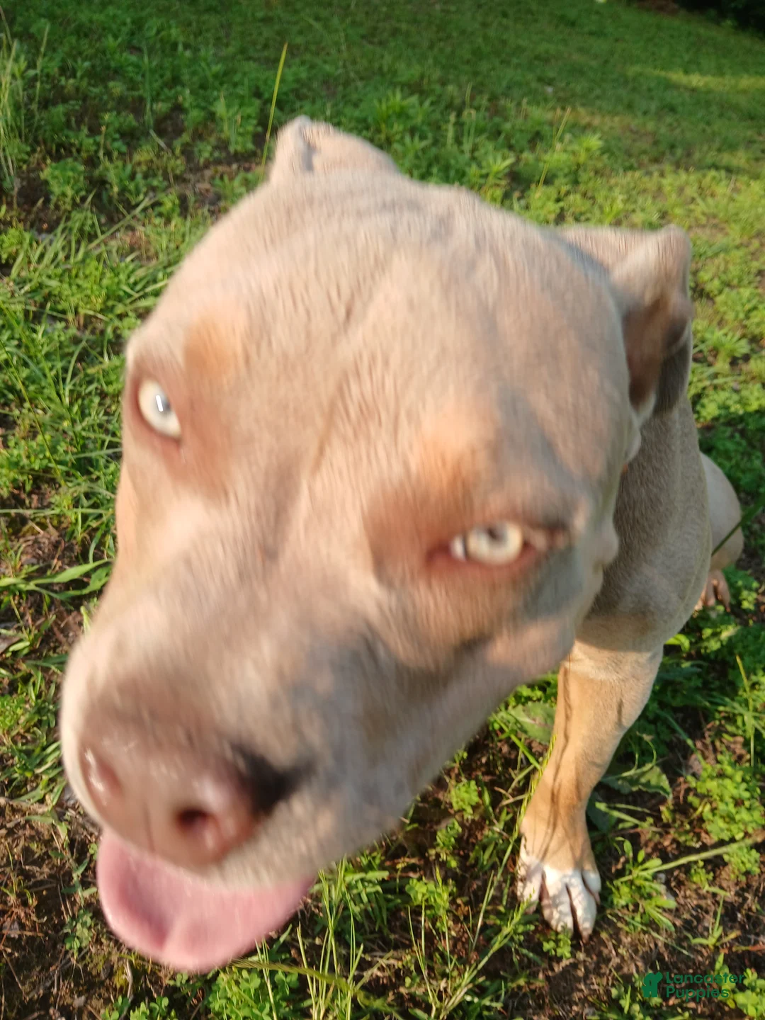 American Bully dogs for sale: American Bully Puppy 2 - Ad 1