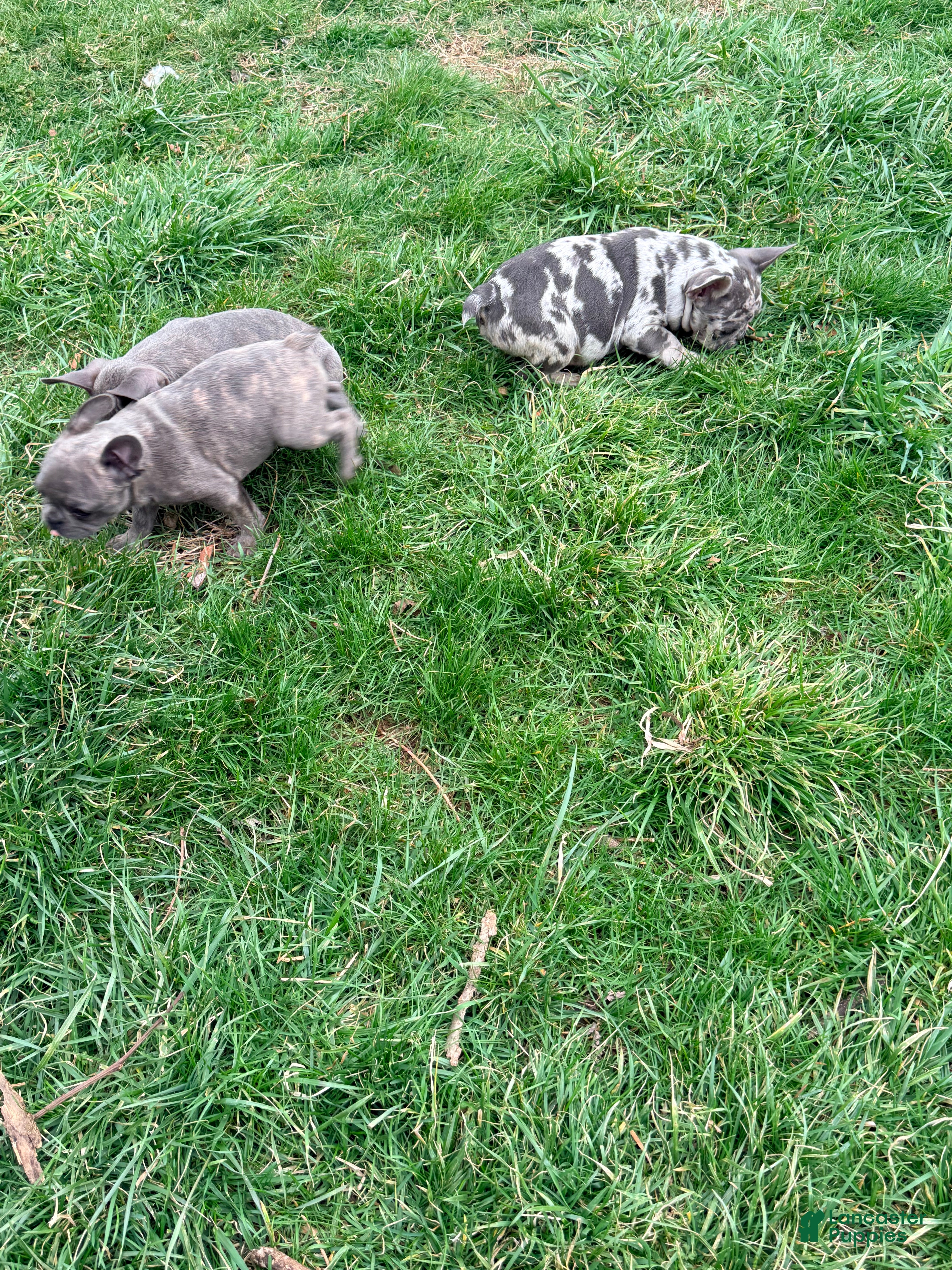 French Bulldog dogs French Bulldog Puppy 3 - Ad 1