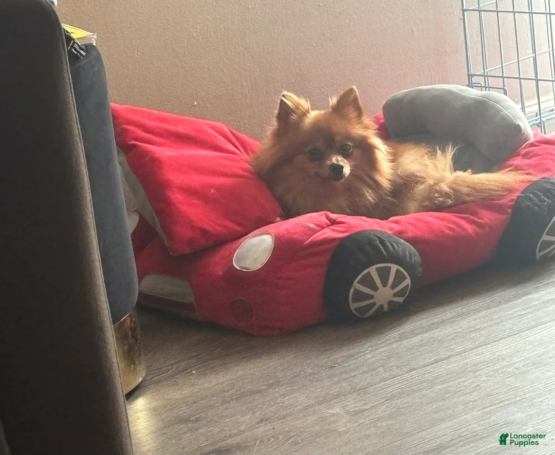 Pomeranian dogs for sale: Pomeranian Puppy 1 - Ad 1