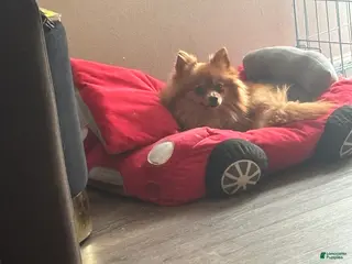 Pomeranian dogs Pomeranian Puppy 1 - Ad 39