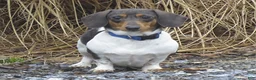 Miniature Dachshund dogs for sale: Smores - Ad 5