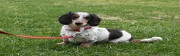 Miniature Dachshund dogs for sale: Bingo - Ad 7