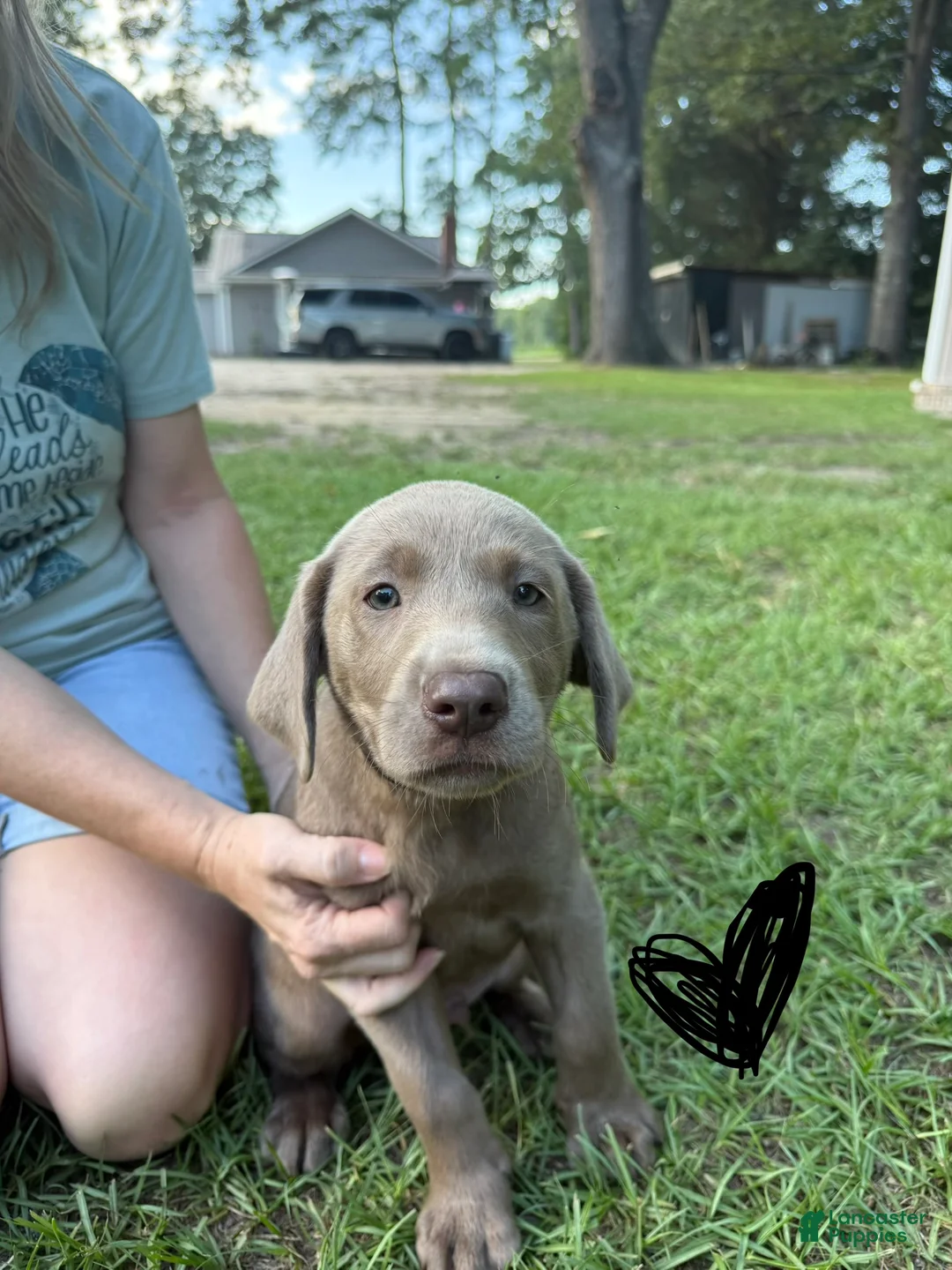 Labrador Retriever dogs for sale: Labrador Retriever 1 - Ad 2