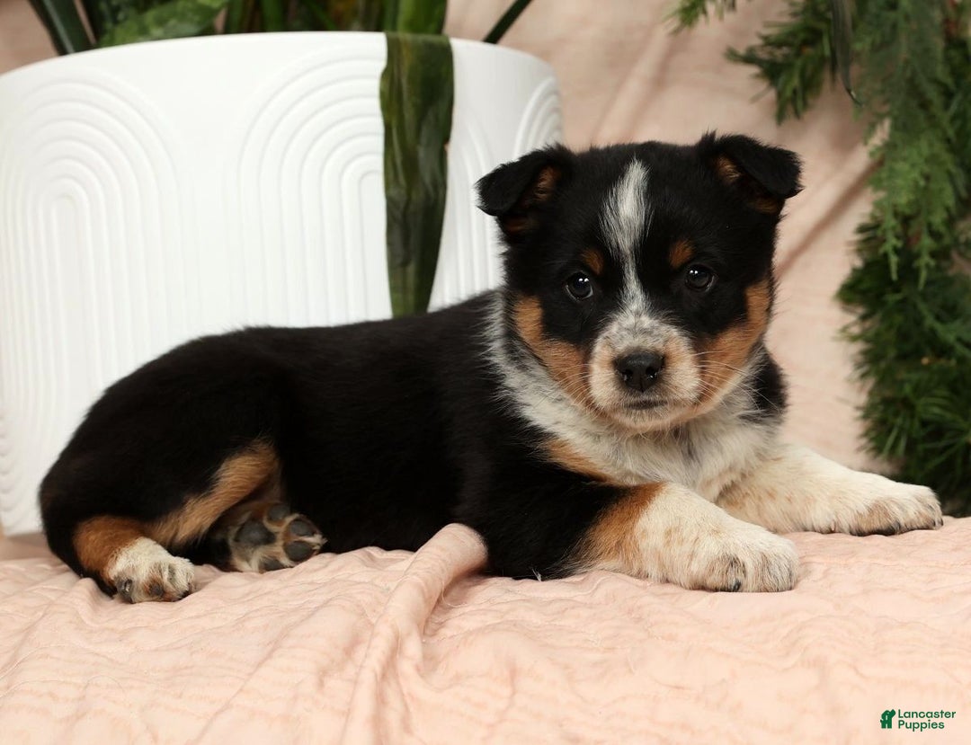 Australian Shepherd dogs for sale: Stella - Ad 9