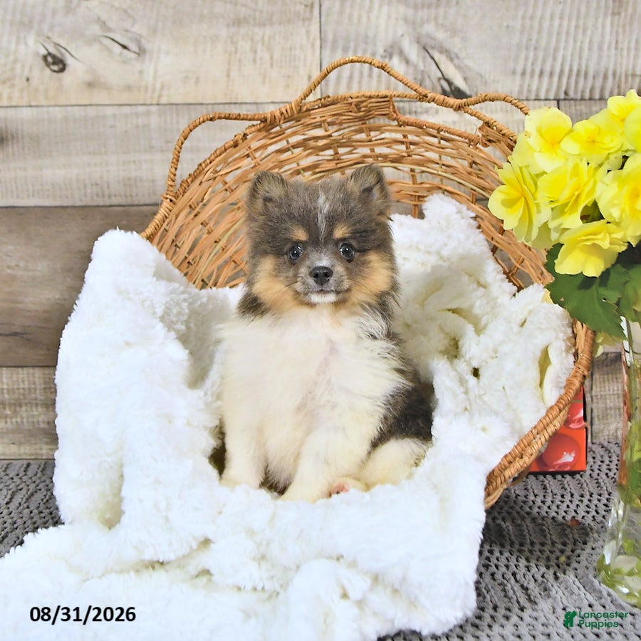 Pomeranian dogs Lori - Ad 2