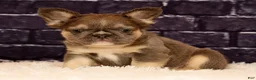 French Bulldog dogs for sale: Biscuit - Ad 7